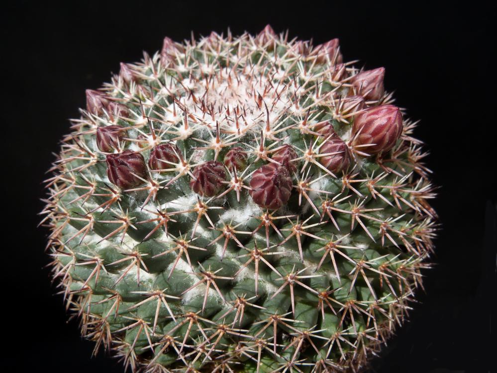 Mammillaria